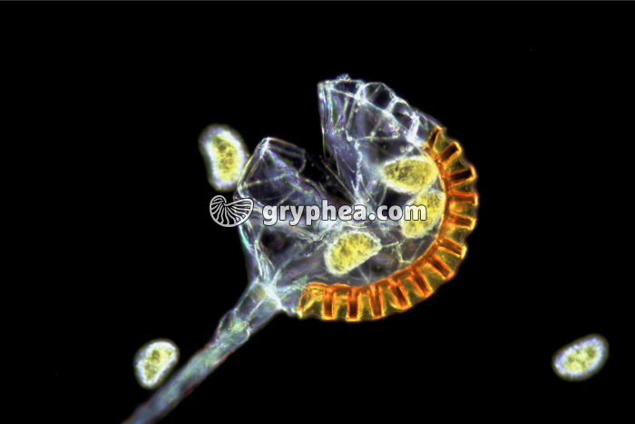 Polypode - Sporange de Polypode libérant ses spores  x 40 - gryphea.com